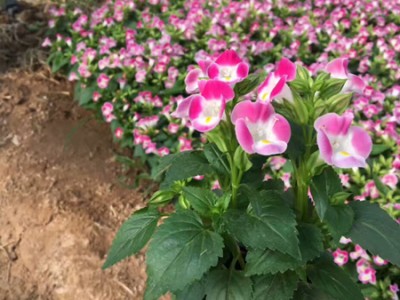 不同種類花卉對肥料的需求有哪些差異？